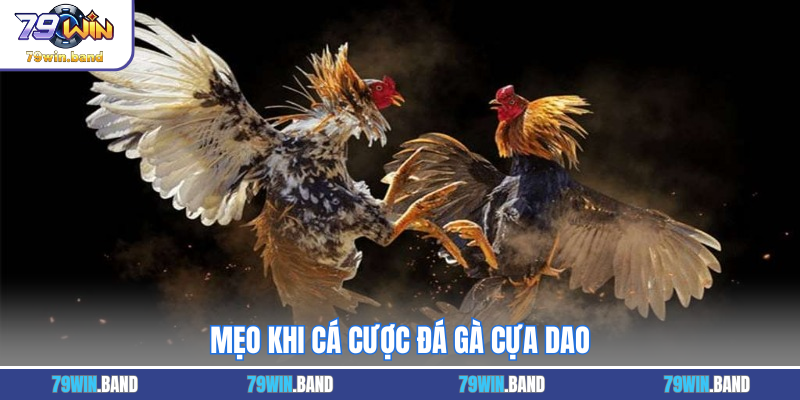 Mẹo khi cá cược đá gà cựa dao